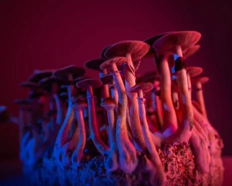 Regarding Substances by Justin Smith-Ruiu: A Reflective Exploration into Psychedelics